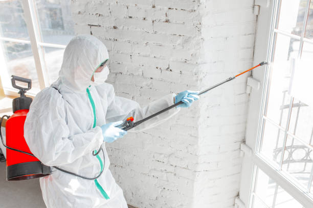 Best Mold Damage Restoration  in Fairfield Beach, OH